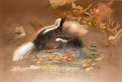 American Skunk by Joseph Wolf